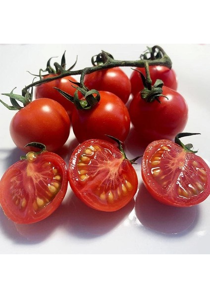 Tommy Toe Çeri Domates Tohumu Tomato Seeds