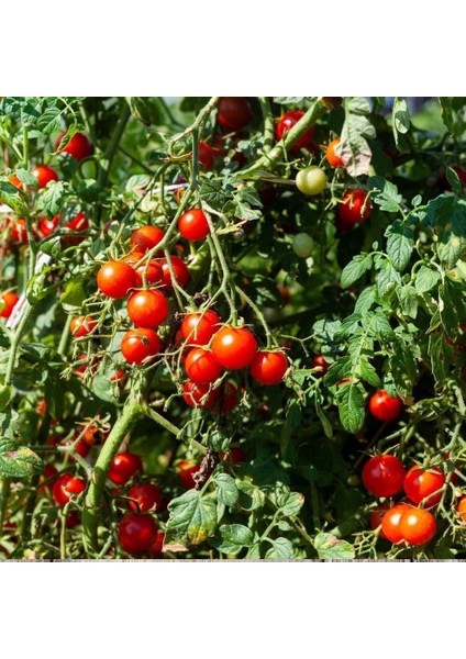 Tommy Toe Çeri Domates Tohumu Tomato Seeds