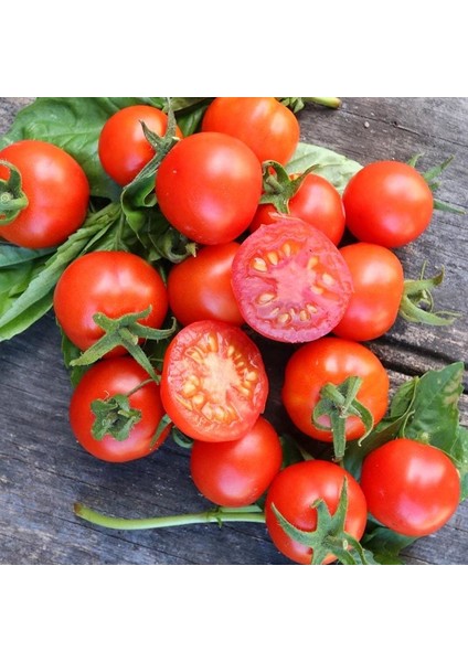 Tommy Toe Çeri Domates Tohumu Tomato Seeds