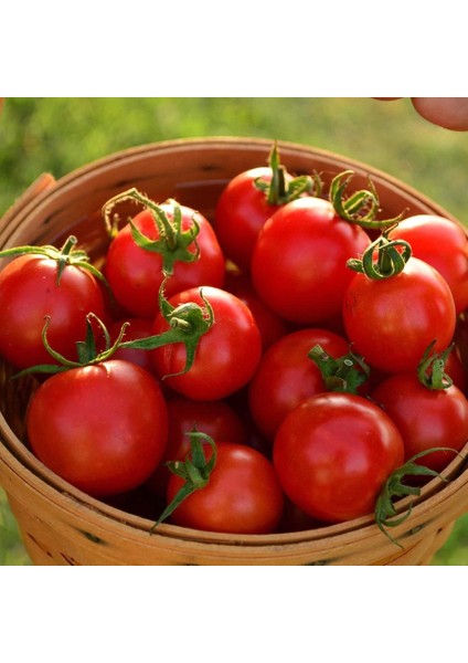 Tommy Toe Çeri Domates Tohumu Tomato Seeds