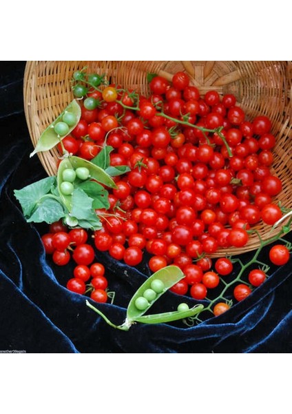 Minyatür Bezelye Domates Tohumu Geleneksel Sweet Pea Currant Tomato