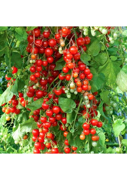 Minyatür Bezelye Domates Tohumu Geleneksel Sweet Pea Currant Tomato fiyatları