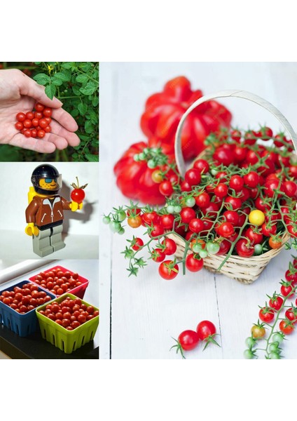 Minyatür Bezelye Domates Tohumu Geleneksel Sweet Pea Currant Tomato modelleri