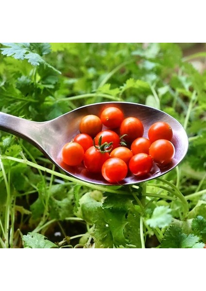 Minyatür Bezelye Domates Tohumu Geleneksel Sweet Pea Currant Tomato fırsatları