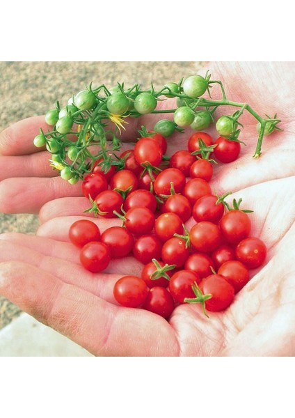 Minyatür Bezelye Domates Tohumu Geleneksel Sweet Pea Currant Tomato indirimleri