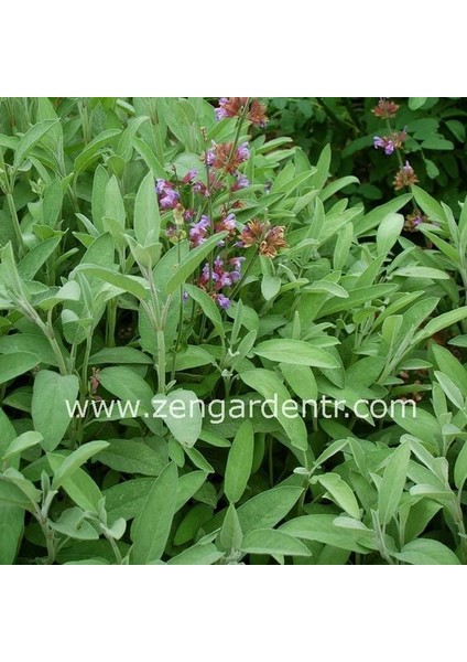 Ingiliz Adaçayı Tohumu Salvia Officinalis English Sage