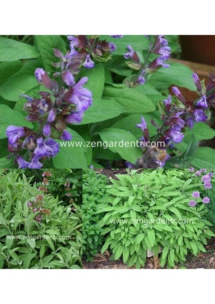 Ingiliz Adaçayı Tohumu Salvia Officinalis English Sage