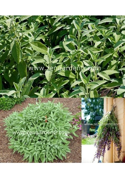 Ingiliz Adaçayı Tohumu Salvia Officinalis English Sage