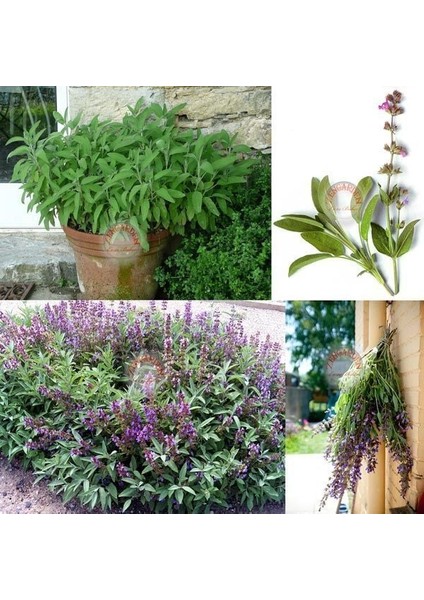 Bahçe Adaçayı Tohumu Şifalı Aromatik Salvia Officinalis