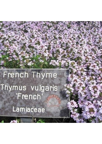 Fransız Yaz Kekiği Tohumu Aromatik Kekik Thymus Vulgaris French Summer Thyme Seeds