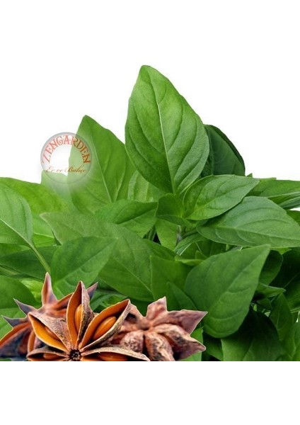 Acem Fesleğeni Tohumu Anoson Aromalı Anise Basil