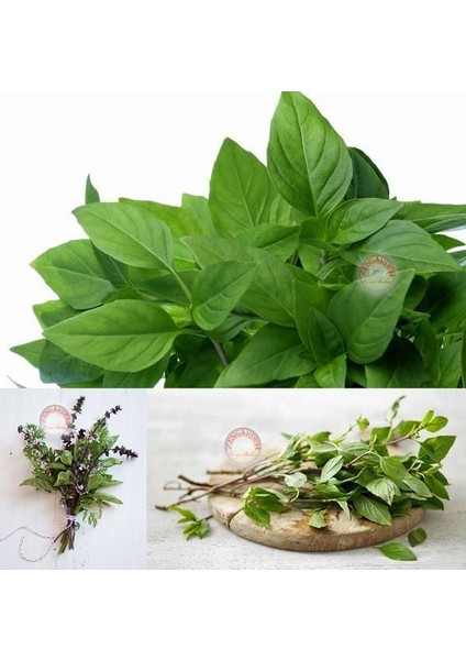 Acem Fesleğeni Tohumu Anoson Aromalı Anise Basil