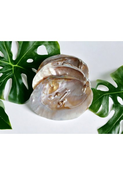 Istiridye Sedef Deniz Kabuğu Kase