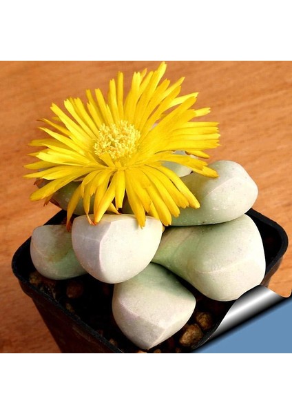Lapidaria Margaretae Sukulent Bitki Tohumu