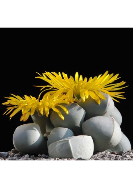 Lapidaria Margaretae Sukulent Bitki Tohumu fiyatları