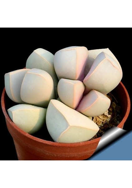 Lapidaria Margaretae Sukulent Bitki Tohumu modelleri