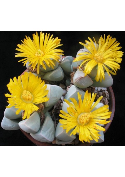 Lapidaria Margaretae Sukulent Bitki Tohumu fırsatları