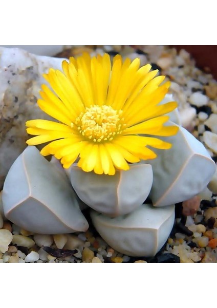 Lapidaria Margaretae Sukulent Bitki Tohumu indirimleri