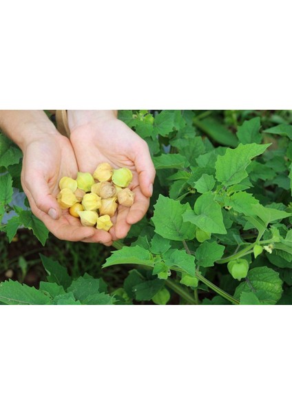 Ananas Tomatillo Altın Çilek Tohumu Physalis Ixocarpa