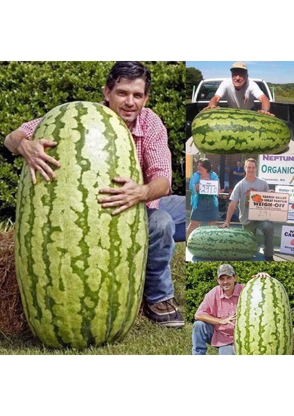 Dev Karpuz Tohumu Carolina Cross Orjinal Tohum