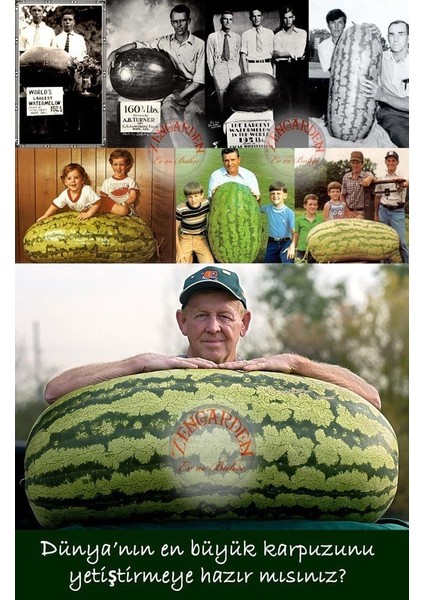 Dev Karpuz Tohumu Carolina Cross Orjinal Tohum fiyatları