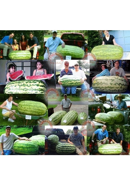 Dev Karpuz Tohumu Carolina Cross Orjinal Tohum modelleri