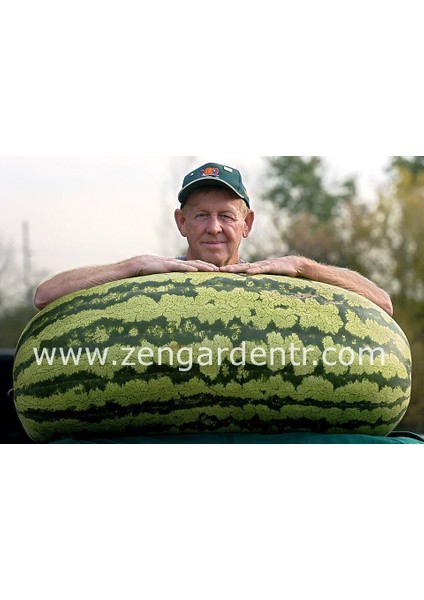 Dev Karpuz Tohumu Carolina Cross Orjinal Tohum fırsatları