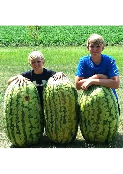 Dev Karpuz Tohumu Carolina Cross Orjinal Tohum indirimleri