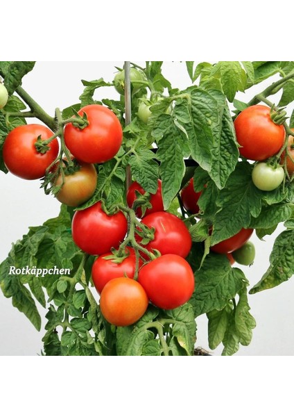 Kırmızı Başlıklı Kız Saksı Domates Tohumu Rotkappchen Tomato