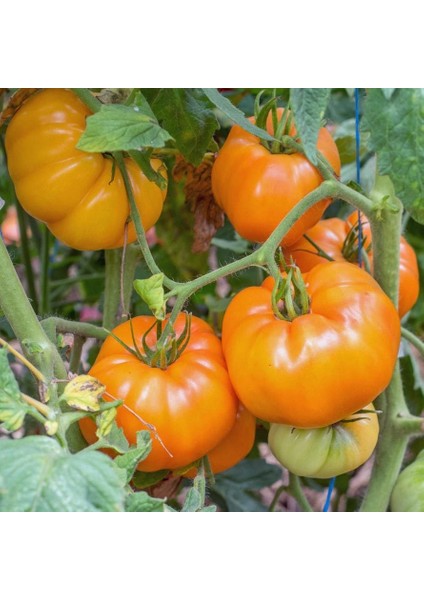 Sarı Domates Tohumu Söğüşlük Dev Domates Geleneksel Giant Belgium Yellow Tomato