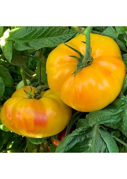 Sarı Domates Tohumu Söğüşlük Dev Domates Geleneksel Giant Belgium Yellow Tomato