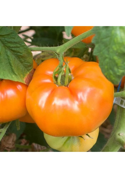 Sarı Domates Tohumu Söğüşlük Dev Domates Geleneksel Giant Belgium Yellow Tomato