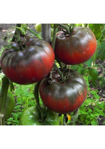 Tula Domates Tohumu Dünyanın En Lezzetli Siyah Domatesi Geleneksel Black From Tula Heirloom
