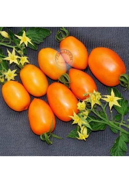 Turuncu Salkım Domates Tohumu Orange Banana Tomato Seeds