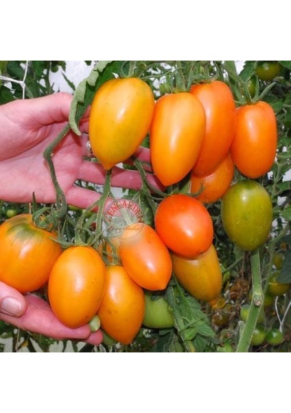 Turuncu Salkım Domates Tohumu Orange Banana Tomato Seeds fiyatları