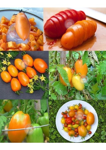 Turuncu Salkım Domates Tohumu Orange Banana Tomato Seeds modelleri