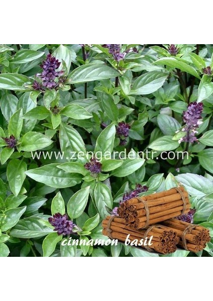 Tarçınlı Fesleğen Tohumu Geleneksel Cinnamon Basil