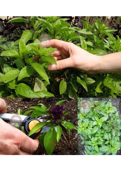 Meyan Kökü Fesleğen Tohumu Licorice Basil Seeds