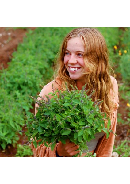 Baharatlı Reyhan Tohumu Spice Basil Kapoor Tulsi