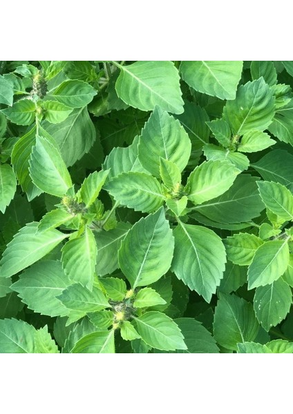 Baharatlı Reyhan Tohumu Spice Basil Kapoor Tulsi