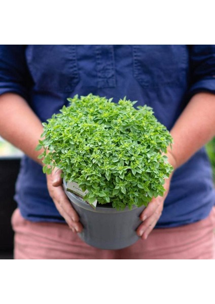 Baharlı Top Reyhan Tohumu Spicy Globe Basil fiyatları