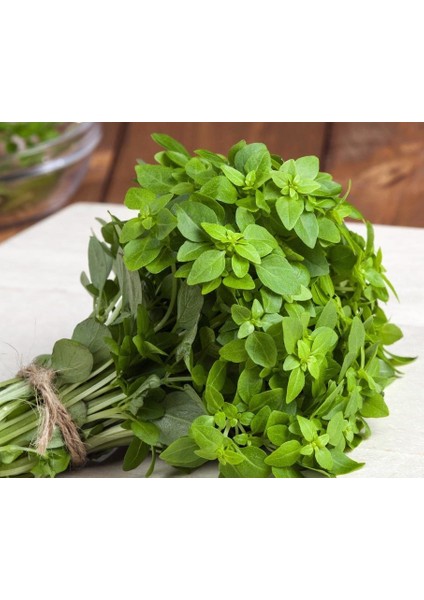 Baharlı Top Reyhan Tohumu Spicy Globe Basil fırsatları