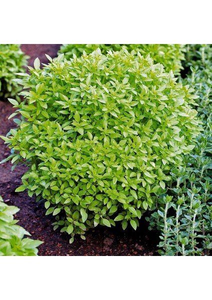 Baharlı Top Reyhan Tohumu Spicy Globe Basil indirimleri