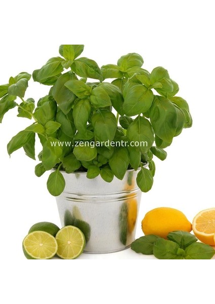 Lime Fesleğen Tohumu Yeşil Limon Mandalin Aromalı