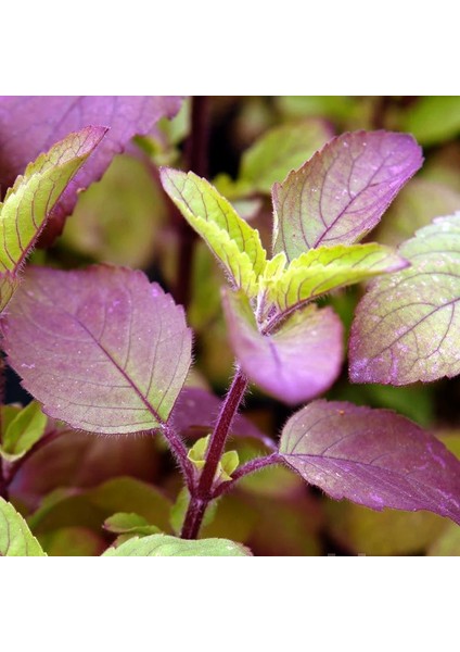 Şifalı Tulsi Kırmızı Kutsal Tayvan Fesleğeni Tohumu