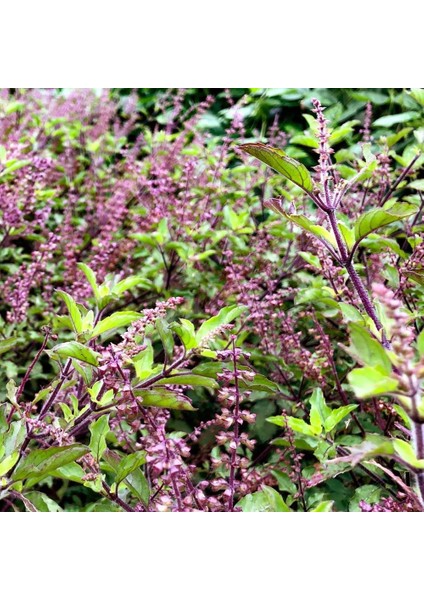 Şifalı Tulsi Kırmızı Kutsal Tayvan Fesleğeni Tohumu