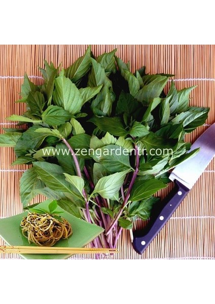 Tayvan Fesleğen Tohumu Thai Basil