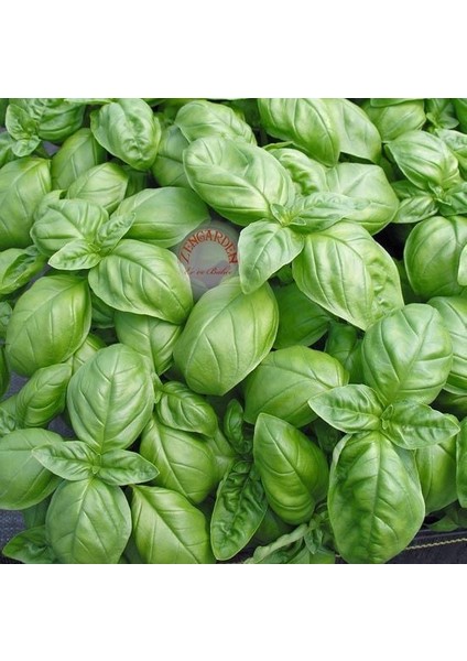 Geleneksel Ceneviz Fesleğeni Tohumu Sweet Genovese Basil