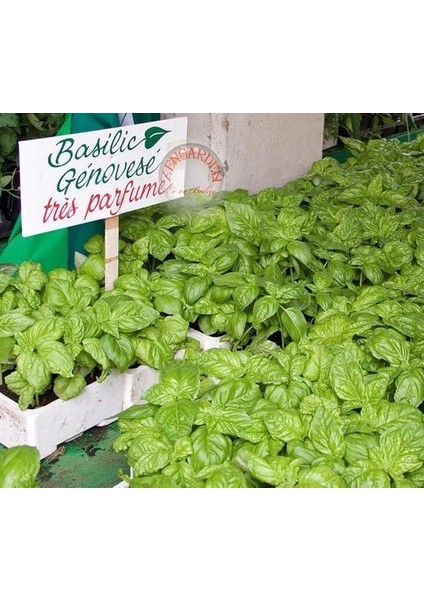 Geleneksel Ceneviz Fesleğeni Tohumu Sweet Genovese Basil