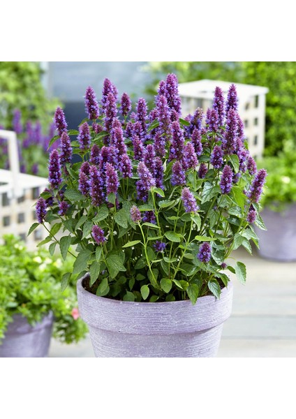 Japon Nanesi Tohumu Japanese Mint Seeds Agastache